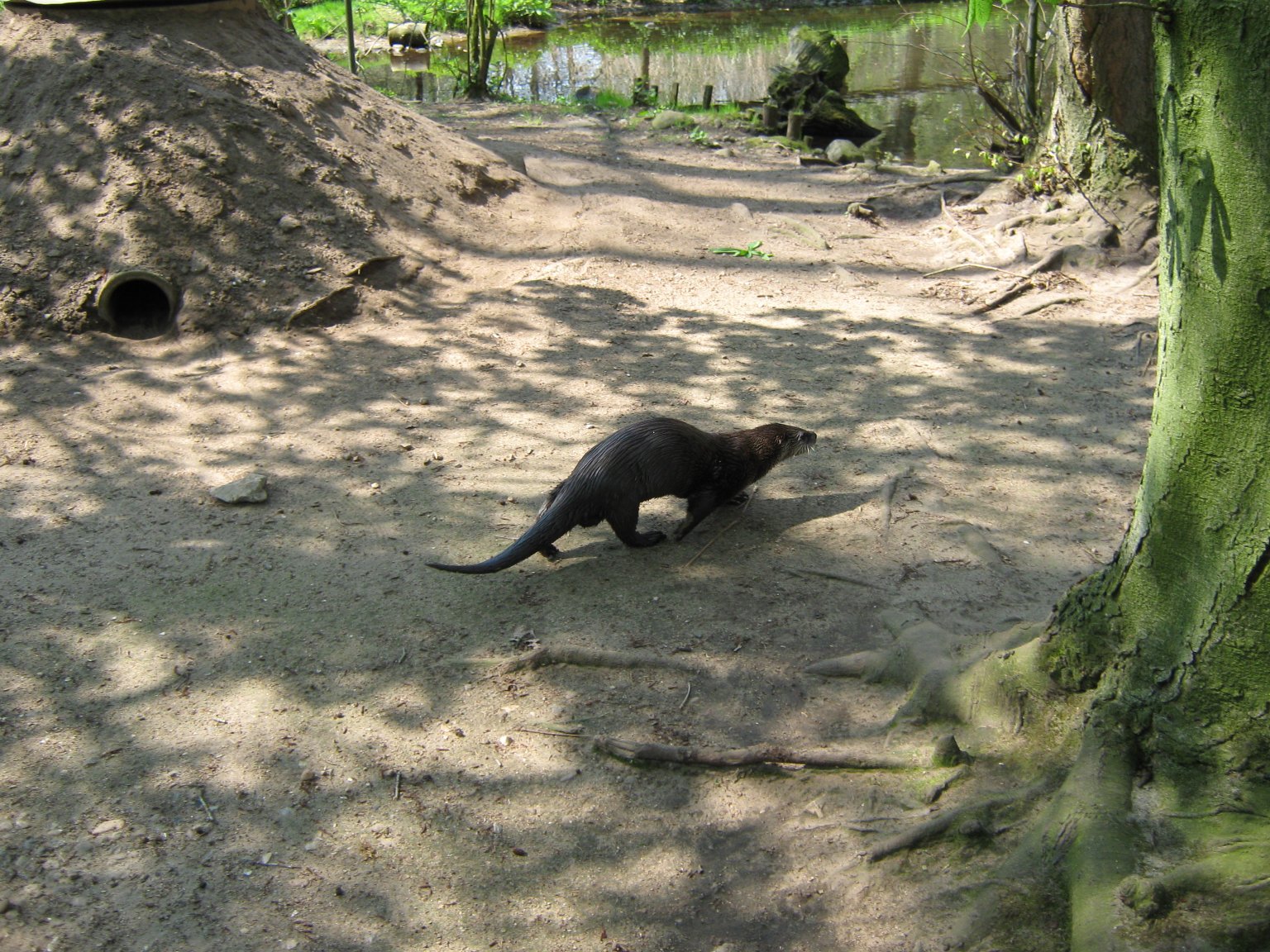 An otter on the way to the local watering hole
