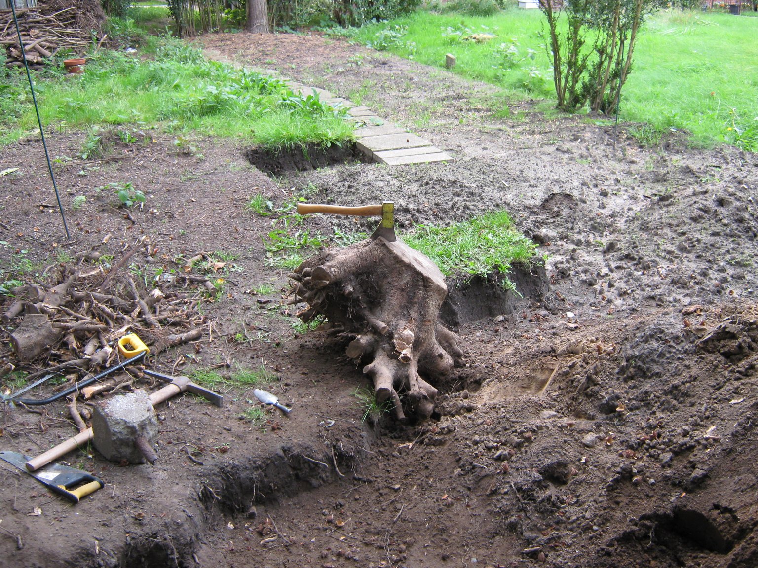 One of several tree roots that had to be removed