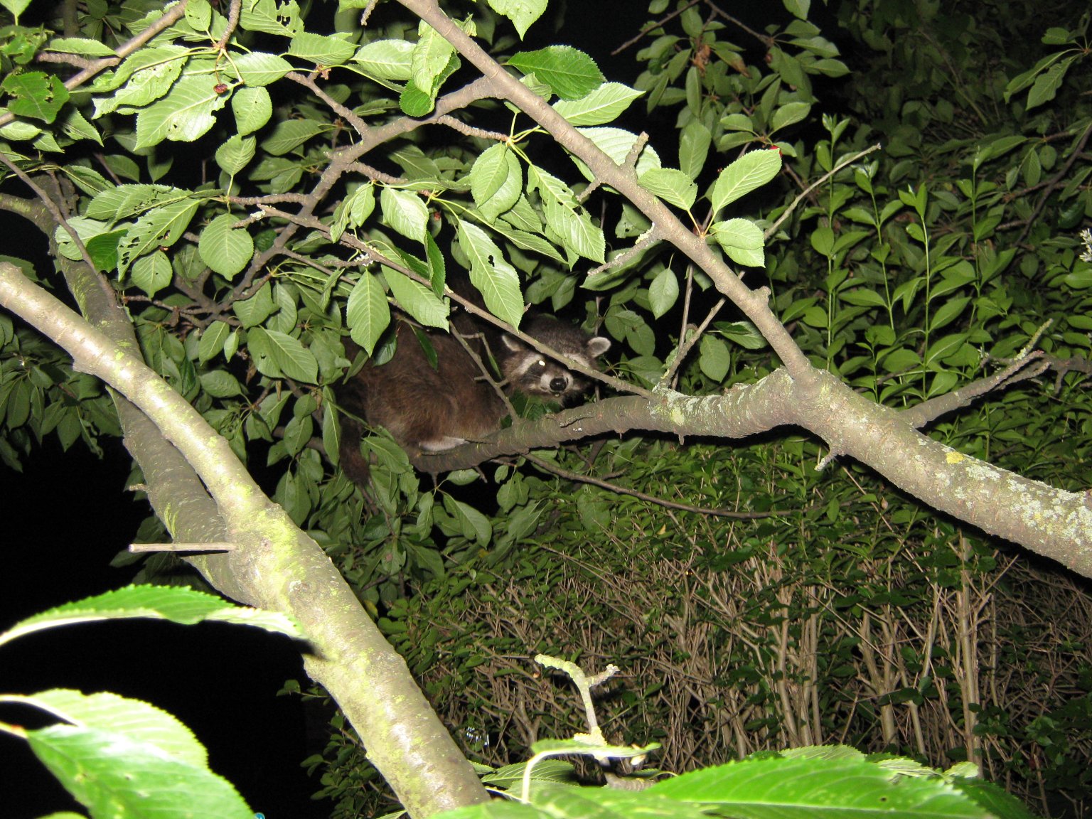 A Waschbär helping itself to cherries