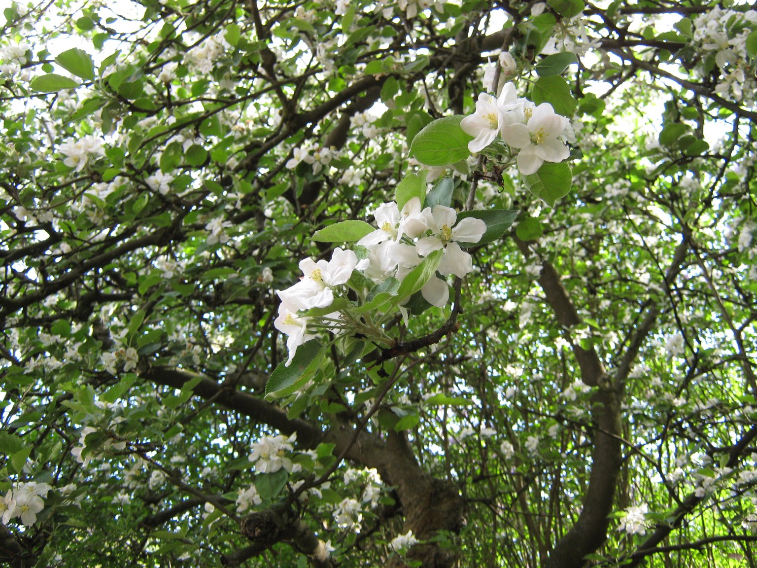 Apple blossom in Springtime