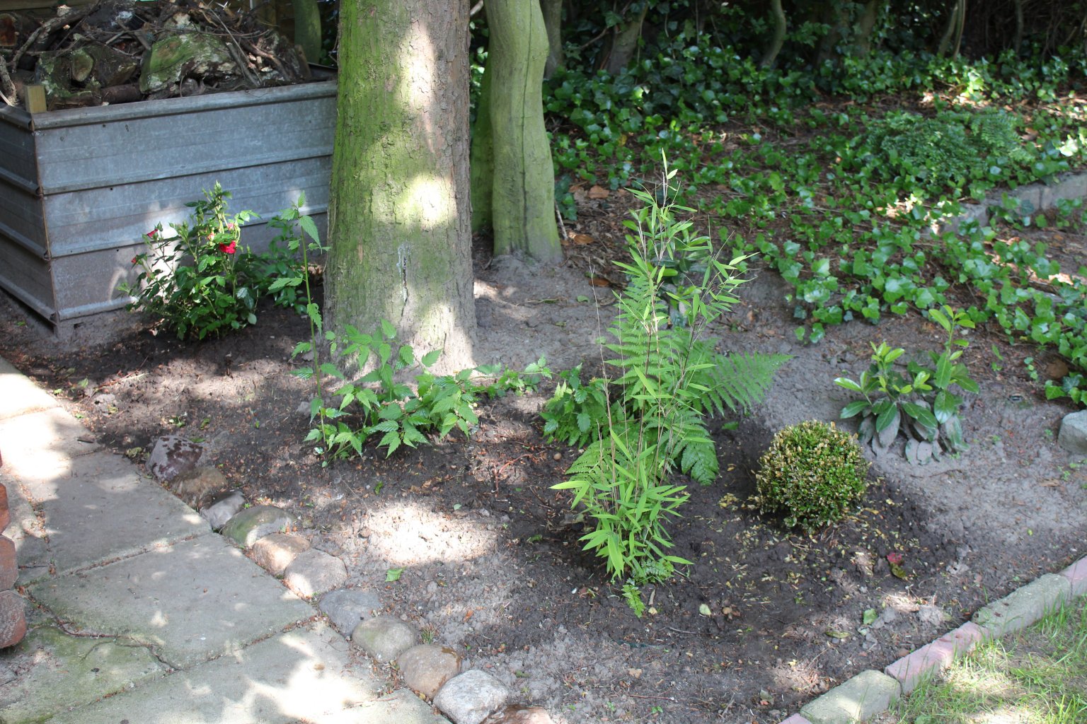 My first efforts at gardening