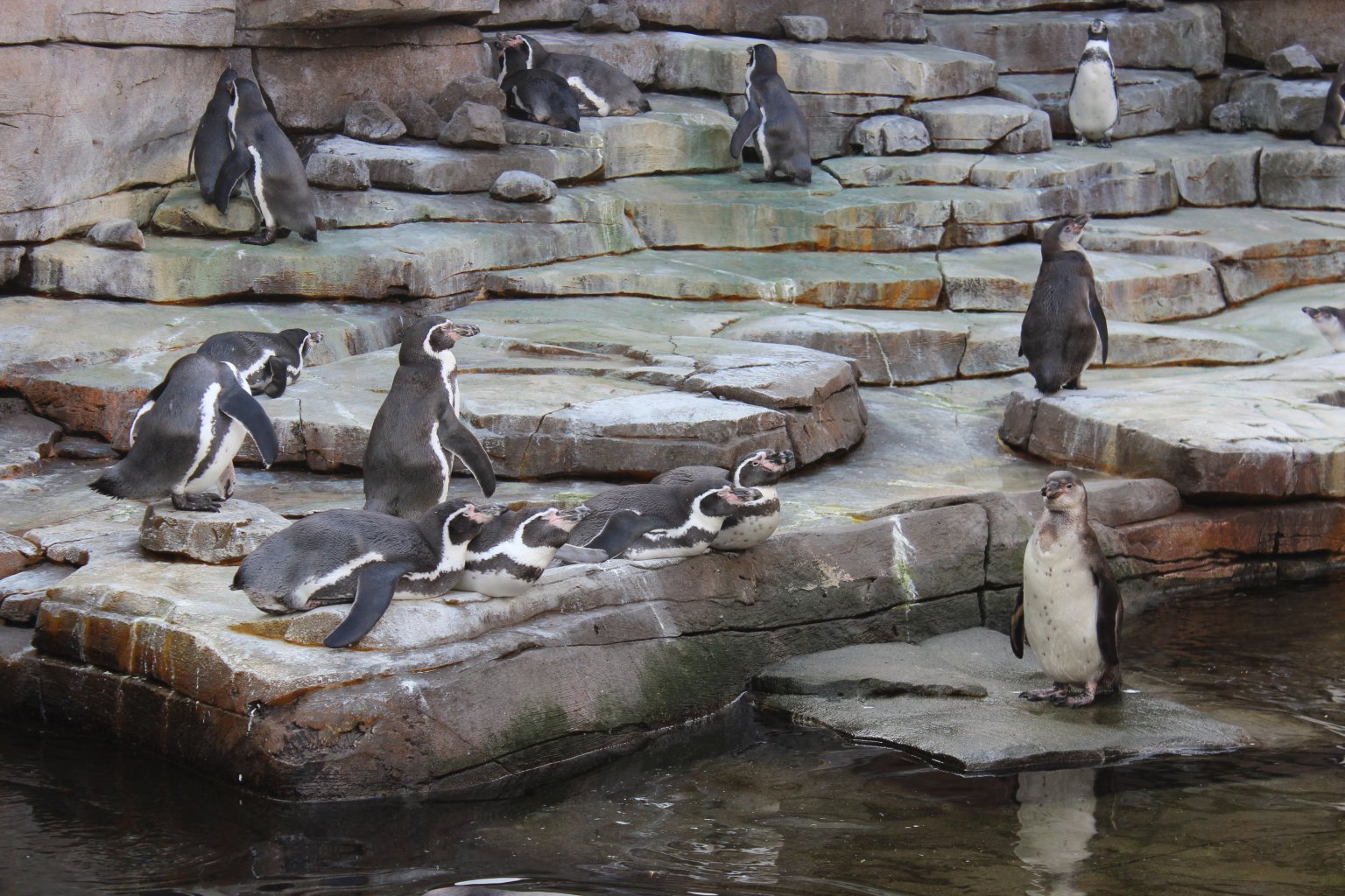 Enclosures attempt to simulate a natural environment
