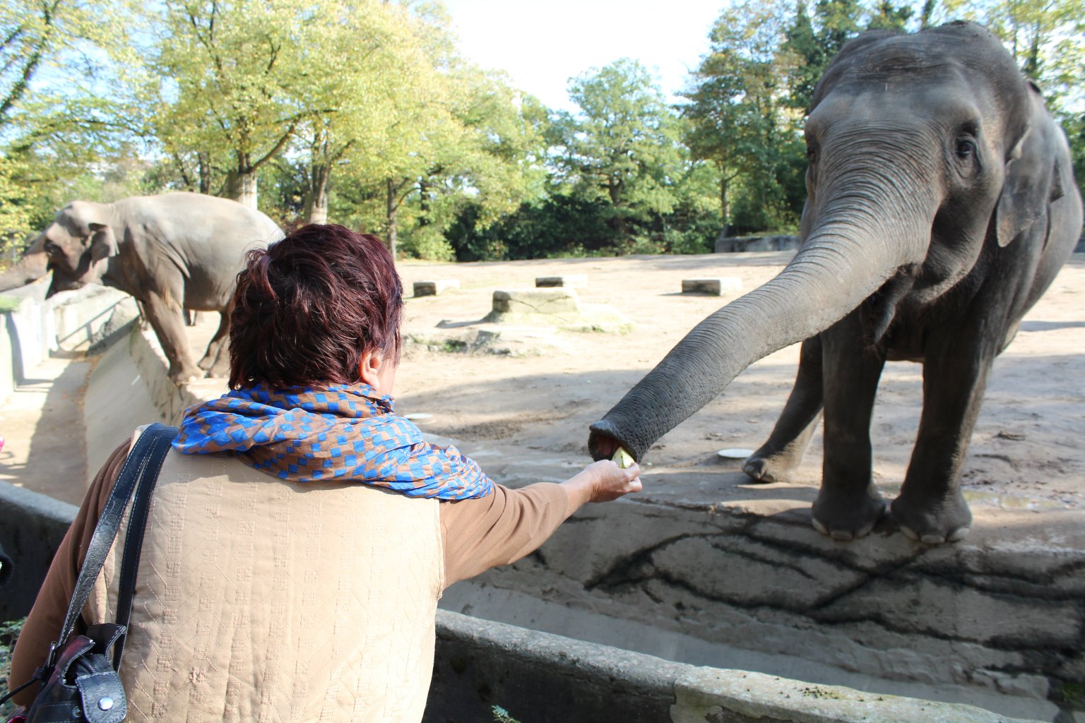 Gatti loves to feed the elephants