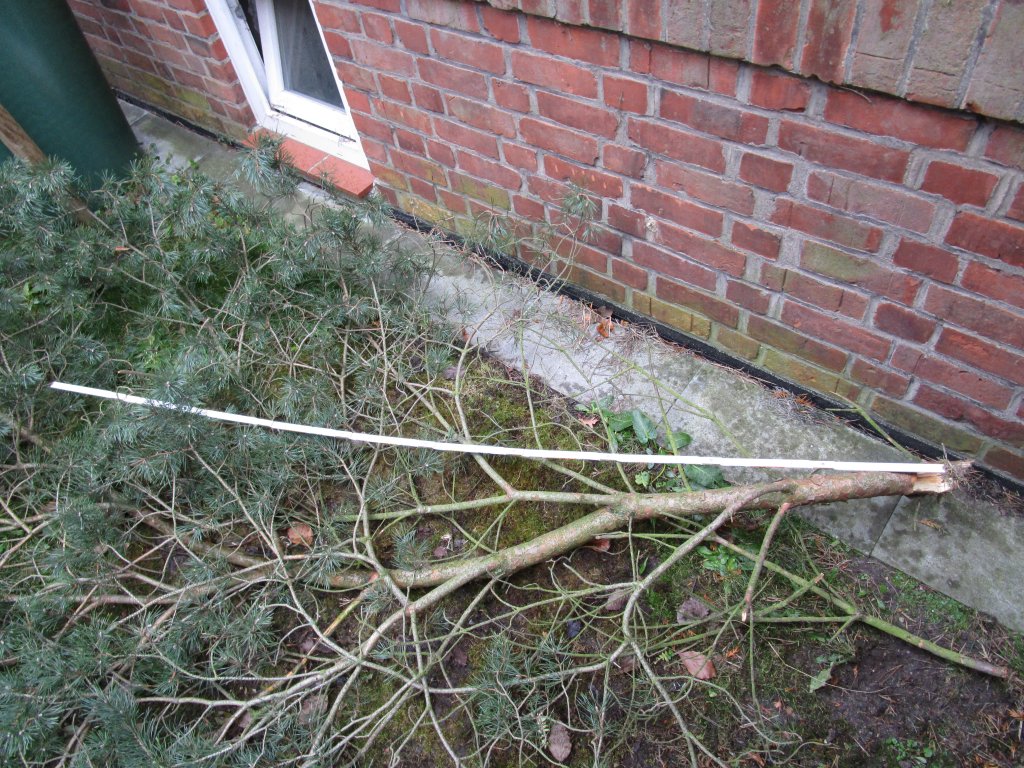 Storm debris from an ageing fir tree