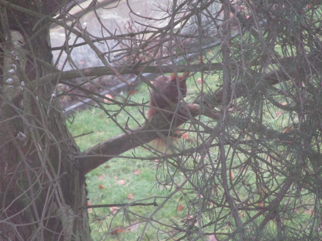 A red squirrel sitting in the fir tree outside our window