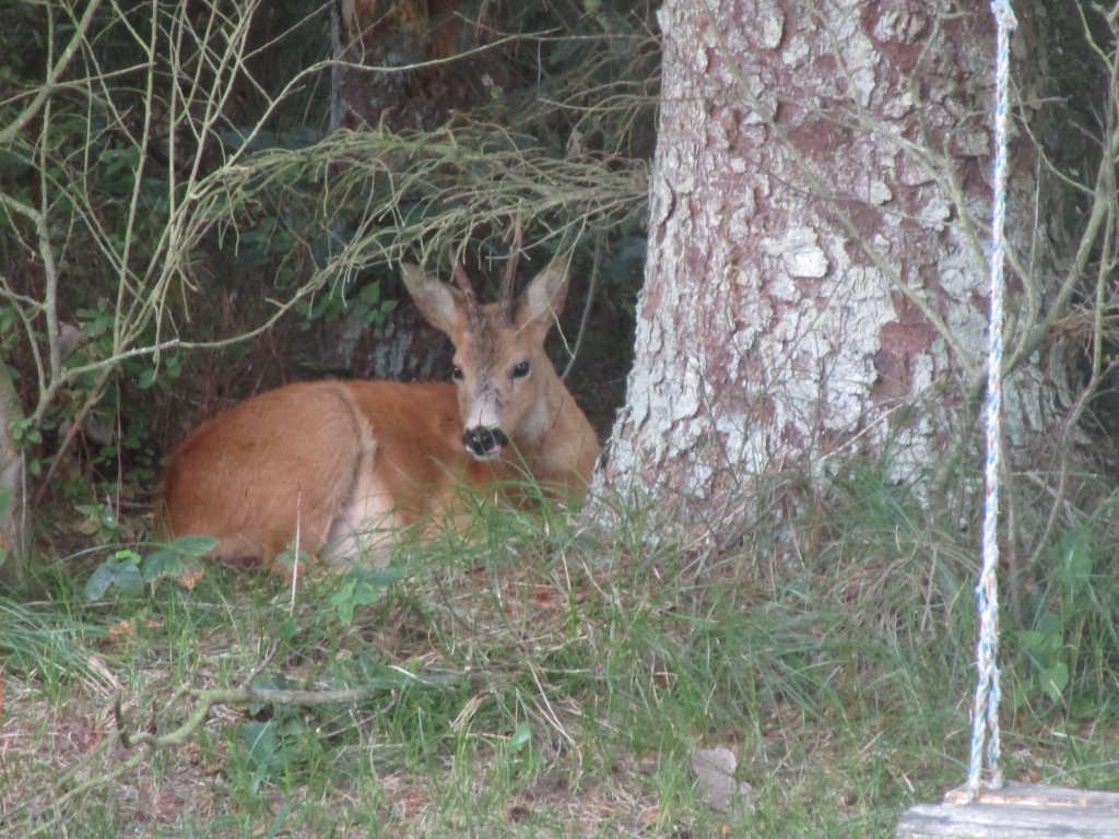 A deer taking a break in our garden