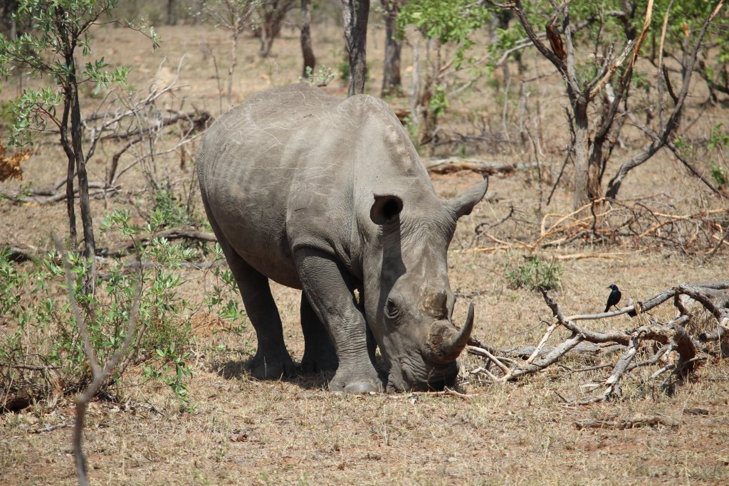 One of many rhinoceros to be found in the Kruger National Park